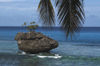 57 Christmas Island: Tree growing from coastal boulder with palm leaves (photo by B.Cain)