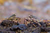 60 Christmas Island: Two Sea Crabs (photo by B.Cain)