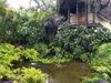 Cook Islands - Aitutaki island: pond - Pacific resort - Amuri - photo by B.Goode