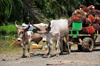 Parrita, Puntarenas province, Costa Rica: oxcart - fruit of the Arecaceae Elaeis oil palm on thw way to a palm oil factory - photo by M.Torres