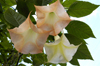 Costa Rica: Bell Flowers, near San Jose - photo by B.Cain