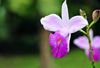 Puerto Viejo de Sarapiqu, Heredia province, Costa Rica: white and magenta orchid - photo by M.Torres