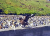 Crozet islands - Possession island: brown skua stretches its wings on the wall  separating the penguin rookery from the road (photo by Francis Lynch)