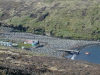 Crozet islands - Possession island: Crique du Navire - penguin colony II (photo by Francis Lynch)