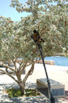 Curacao - Willemstad: Crooked lamp-post in tree on Governement Plein, Punda - photo by S.Green