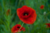 Czech Republic - Benesov / Beneschau (Central Bohemia - Stredocesk kraj): poppy flower (photo by P.Gustafson)