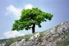 Czech Republic - Plava (Southern Moravia - Jihomoravsk - Brnensk kraj): lone tree on the rocky terrain - Panonsk lowlands - photo by J.Kaman