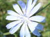 Russia - Dagestan - Tsumada rayon: white petals (photo by G.Khalilullaev)