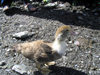 Russia - Dagestan - Tsumada rayon: duckling (photo by G.Khalilullaev)