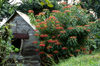 Dominica: wild Poinsettia - photo by M.Sturges