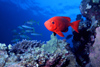 Egypt - Red Sea - Marsa Alam area: glass eye fish - Moontail bullseye - Priacanthus hamrur (underwater photography by K.Osborn)