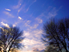 UK - England - Warrington: Evening sky and trees - school grounds - Latchford (photo by David Jackson)