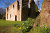 Netley, Hampshire, South East England, UK: flowers and old tree at the romantic ruins of Netley Abbey, a Scheduled Ancient Monument - photo by I.Middleton