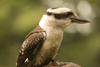 Exmoor NP, Somerset, South West England, UK: Kookaburra in Exmoor Falconry - photo by I.Middleton