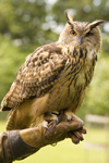 Exmoor NP, Somerset, South West England, UK: great horned owl at Exmoor Falconry - photo by I.Middleton