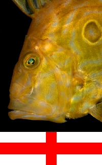 English Channel, Cornwall, England: John Dory - Zeus faber - St Peters fish - photo by D.Stephens