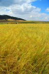 Axum - Mehakelegnaw Zone, Tigray Region: Teff field - Eragrostis tef - cereal adapted to environments ranging from drought stress to waterlogged soil conditions - photo by M.Torres