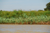 Lake Tana, Amhara, Ethiopia: papyrus plant - Cyperus papyrus - photo by M.Torres