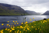 Kunoy island, Noroyar, Faroes: seen from Kalsoy - flowers and the Kalsoyarfjrur - photo by A.Ferrari