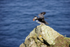 Mykines island, Faroes: Atlantic Puffin preparing to fly - Fratercula arctica - photo by A.Ferrari