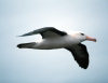 Falkland islands / Ilhas Malvinas - New Island Sanctuary - West Falkland: Black-Browed Albatross in flight - Mollymawk - Diomedea melanophris (photo by Rod Eime)