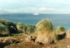 Falkland islands / Ilhas Malvinas - Carcass Island - West Falkland: coast - Tussac Grass - tussock - Parodiochloa flabellata - a kind of tall grass (photo by G.Frysinger)