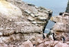 Falkland islands / Ilhas Malvinas - Carcass Island: Rockhopper penguin colony / rookery - Eudyptes chrysocome chrysocome (photo by G.Frysinger)