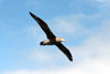 Falkland islands / Ilhas Malvinas - South Atlantic - Southern Giant petrel - Stinker - Ptrel gant - Macronectes giganteus - photo by C.Breschi