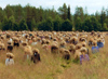 Finland - Southern Finland province - South Karelia region / Carelia: Silent People (photo by Miguel Torres)