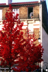 La Varenne, Val-de-Marne, Ile-de-France: flats and autumn leaves - photo by Y.Baby