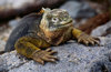 Plazas Island, Galapagos Islands, Ecuador: the Galapagos Land Iguana (Conolophus pallidus) feeds mainly on prickly pear cactus - photo by C.Lovell