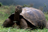 Isla Isabela / Albemarle island, Galapagos Islands, Ecuador: Giant Tortoise (Geochelone elephantopus) on Alcedo Volcano - smelling the wind - photo by C.Lovell