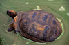 Isla Isabela / Albemarle island, Galapagos Islands, Ecuador: Giant Tortoise (Geochelone elephantopus) on Alcedo crater - in muddy water, seen from above - photo by C.Lovell