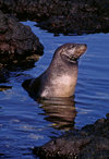 Santiago Island, Galapagos Islands, Ecuador: Galapagos Sea Lion (Zalophus californianus) in shallow water, among rocks in James Bay - photo by C.Lovell