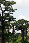 North Bank division, Gambia: tall baobab trees in the forest - adansonia digitata - photo by M.Torres