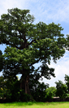 Albreda, Gambia: large silk cotton tree or kapok - Ceiba pentandra - photo by M.Torres