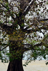 Albreda, Gambia: weaverbird nests on a large silk cotton tree or kapok - large bird colony - Ceiba pentandra - photo by M.Torres