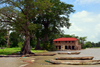 Albreda, Gambia: boats, cotton trees and the old French trading post by the Gambia river, CFAO Building - the Albreda / Jufureh area was a French enclave from1681 till 1857 - UNESCO World Heritage Site - photo by M.Torres