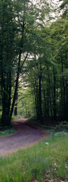 Eisenach, Thuringia, Germany: road in the forest near Wartburg Castle - Thuringian Forest - photo by A.Harries