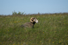 Fr island, Gotland, Sweden: ram - photo by A.Ferrari