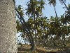 Guadeloupe: coconut trees (photographer: Simon Young)