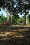 Rubane Island, Bijags Archipelago - UNESCO biosphere reserve, Bubaque sector, Bolama region, Guinea Bissau / Guin Bissau: dirt road with baobab trees / embondeiros ao longo de uma estrada de terra - photo by R.V.Lopes