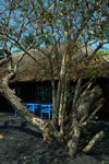 Rubane Island, Bijags Archipelago - UNESCO biosphere reserve, Bubaque sector, Bolama region, Guinea Bissau / Guin Bissau: Hotel Punta Anchaca, bungalow, tree / Hotel Punta Anchaca, bungalow, rvore - photo by R.V.Lopes