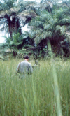 Guinea Bissau / Guin Bissau - Cacheu region: hunting in the tall grass / caando no mato (foto de / photo by Dolores CM)