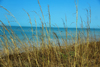 Praia de Varela / Varela beach, Cacheu region, Guinea Bissau / Guin Bissau: View from the beach - tall grass / paisagem da praia - erva alta - photo by R.V.Lopes