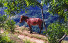 Haiti - Fondwa, Ouest Department: local transportation, Hispaniola style - donkey - photo by G.Frysinger