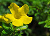 Fort-Libert, Nord-Est Department, Haiti: wild alamanda flower - photo by M.Torres