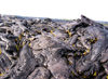 Hawaii island, Kilauea volcano: sprigs of fern begin to appear in the cracks of newly formed lava - frozen lava flow - photo by R.Eime