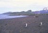 Heard Island: Walrus Beach - Atlas Cove - king penguins and an elephant seal (photo by Francis Lynch)