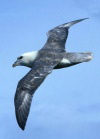 Iceland - Fulmar - Fulmarus glacialis / noordse stormvogel uitsnede (photo by W.Schipper)